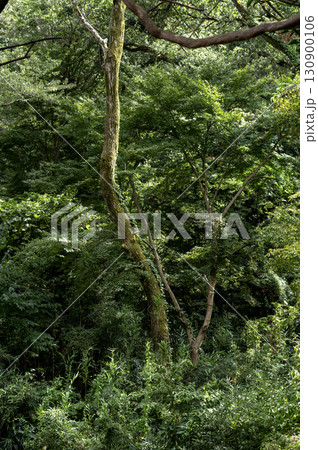 鬱蒼とした緑に包まれた古木の森 130900106