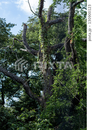 鬱蒼とした緑に包まれた古木の森 130900123