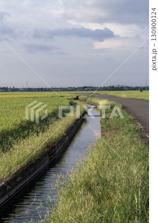 夕方の田んぼと用水路 夕方の田んぼと用水路 130900124