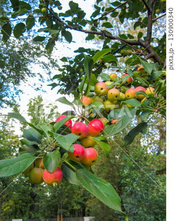 Branch with bunches of ripe apples in the park. 130900340