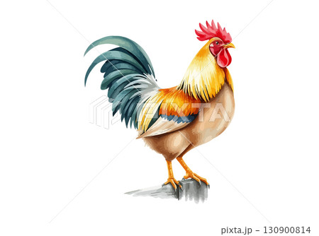 Watercolor vector illustration a rooster. Watercolor vector illustration a rooster. 130900814