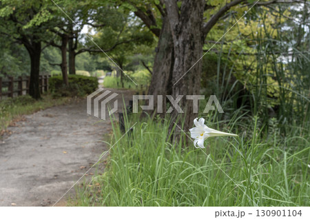 白百合の咲く公園の遊歩道 130901104