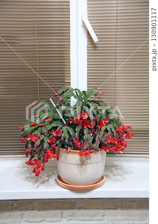 Beautiful red flowers of Schlumbergera blooming on windowsill. Room decoration 130901117