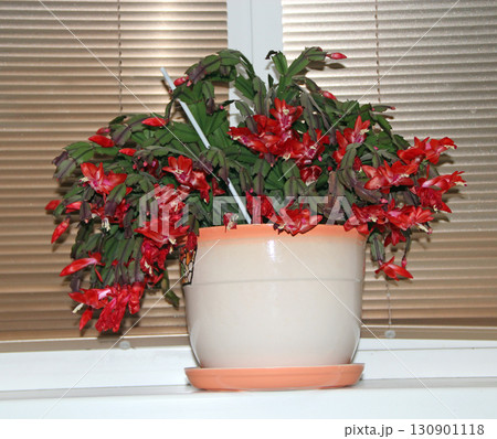 Beautiful red flowers of Schlumbergera blooming on windowsill. Room decoration 130901118