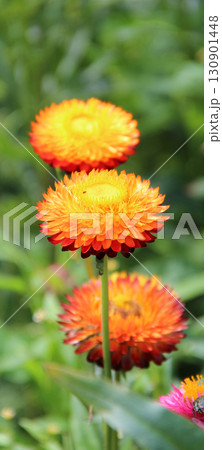 Flowers of Xerochrysum bracteatum blossoming in row on flowerbed Flowers of Xerochrysum bracteatum blossoming in row on flowerbed 130901448