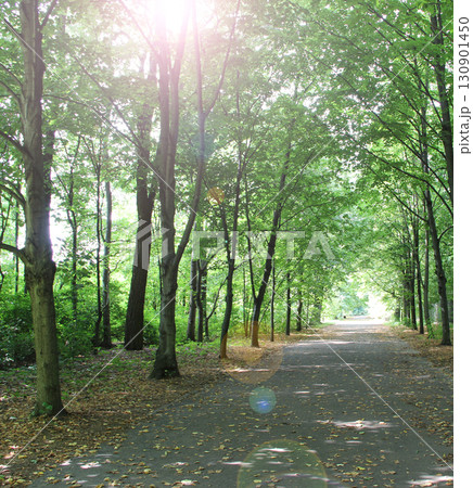 Beautiful park with nice promenade path and big green trees 130901450