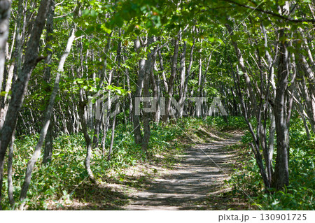 新緑に包まれた遊歩道 130901725