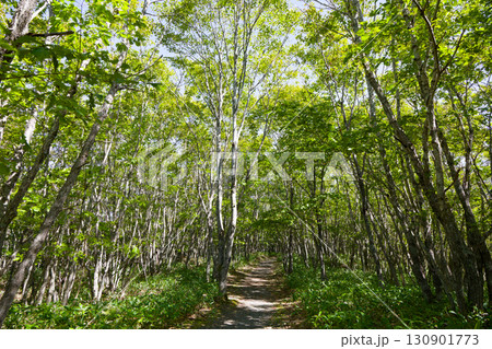 細岡展望台から見た釧路湿原 130901773