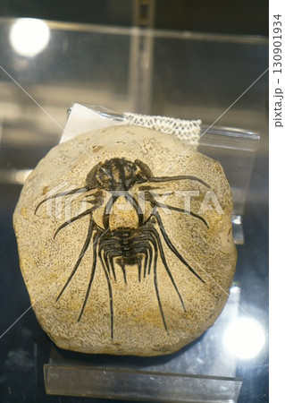 8236　三葉虫　ヂィクラヌルス 130901934