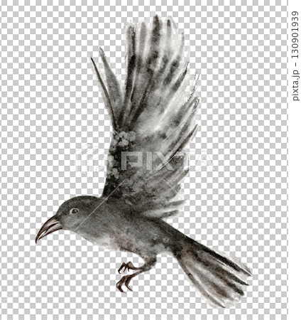 Black crow watercolor drawing with wings extended. Wild bird in flight isolated on white, symbol for gothic art, tattoo, emblem, nature, ornithology, graphic design and Halloween illustration. Black crow watercolor drawing with wings extended. Wild bird in flight isolated on white, symbol for gothic art, tattoo, emblem, nature, ornithology, graphic design and Halloween illustration. 130901939