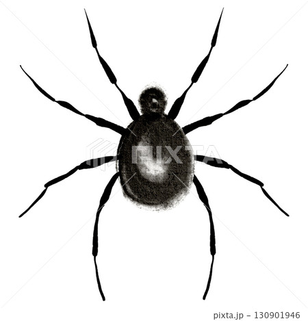 Watercolor illustration of black spider on white background. Detailed arachnid artwork for entomology, pest control, Halloween design, biology studies, tattoo template, and educational materials. 130901946