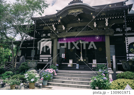 潮来市二本松寺の本堂と紫陽花 130901971