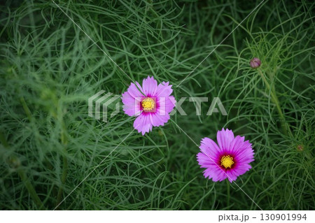 青空とコスモスのある秋の風景 青空とコスモスのある秋の風景 130901994