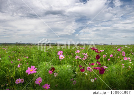 青空とコスモスのある秋の風景 130901997