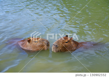 Funny capybaras having bath, relaxing in the water near a grassy lakeshore in Brazil, South America. Peaceful wildlife scene with a semi-aquatic mammal animal and largest rodent in its natural habitat Funny capybaras having bath, relaxing in the water near a grassy lakeshore in Brazil, South America. Peaceful wildlife scene with a semi-aquatic mammal animal and largest rodent in its natural habitat 130902332