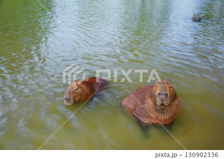 Funny capybaras having bath, relaxing in the water near a grassy lakeshore in Brazil, South America. Peaceful wildlife scene with a semi-aquatic mammal animal and largest rodent in its natural habitat Funny capybaras having bath, relaxing in the water near a grassy lakeshore in Brazil, South America. Peaceful wildlife scene with a semi-aquatic mammal animal and largest rodent in its natural habitat 130902336
