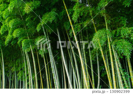 竹林の森 130902399