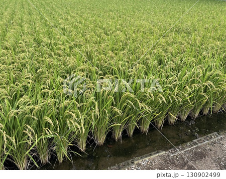 実った稲穂 130902499