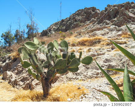 メキシコ　サカテカス郊外・ブッファの丘 130902807