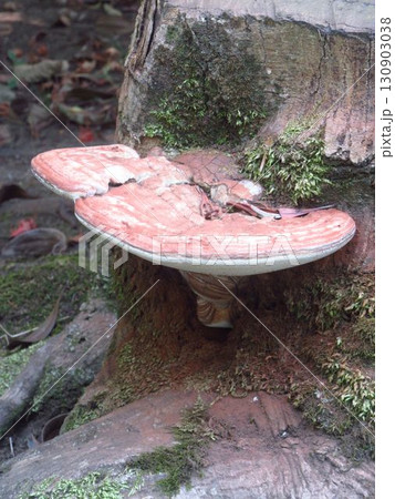 サルノコシカケ 130903038