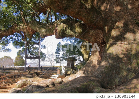 熊本県指定天然記念物　寂心さんの樟 130903144