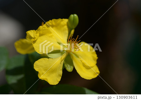 オクナ・セルラタ 130903611