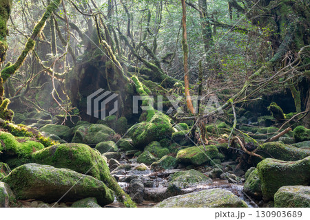 木漏れ日　屋久島白谷雲水峡(冬 130903689