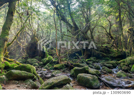 苔むす森と沢 屋久島白谷雲水峡(冬 苔むす森と沢 屋久島白谷雲水峡(冬 130903690