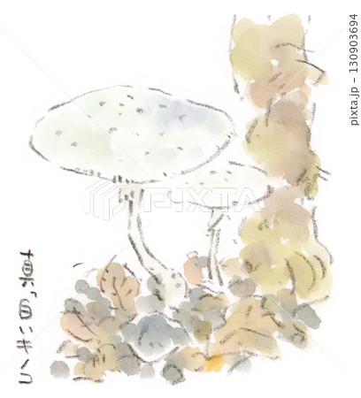 道端に生えていた真っ白いキノコ（おそらくカラカサタケの仲間）の水彩画イラスト 130903694