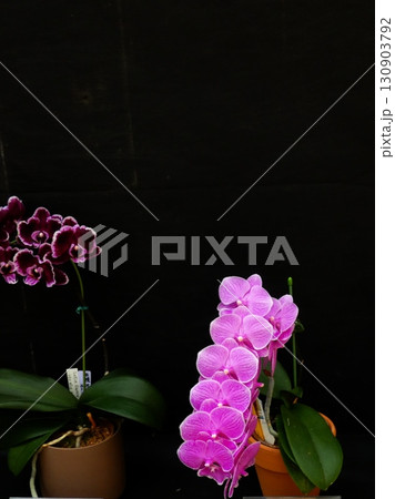 百合が原公園の洋らん展 130903792