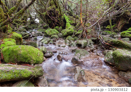 苔むす森と沢 屋久島白谷雲水峡(冬 苔むす森と沢 屋久島白谷雲水峡(冬 130903812