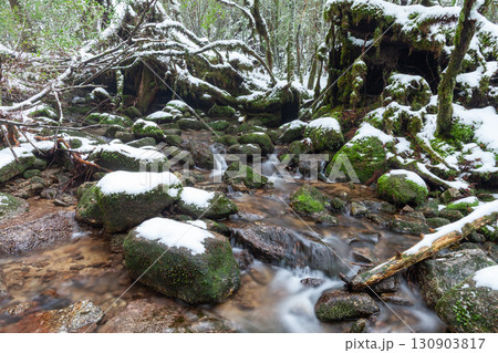 極寒の沢　屋久島白谷雲水峡(冬 130903817