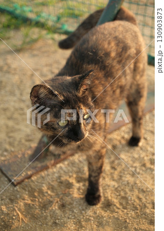 広場で遊ぶさび猫 130903873