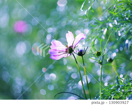 美しい緑の中のコスモス 130903927