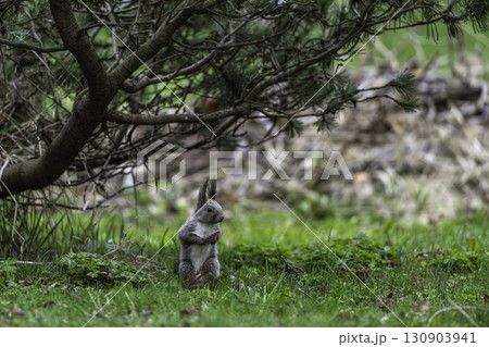 春のエゾリスたち 130903941