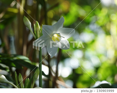 早春の逆光に映える白い花 花1月熱帯植物アマゾンユリ25H4.3多摩グリーンライブセン 早春の逆光に映える白い花 花1月熱帯植物アマゾンユリ25H4.3多摩グリーンライブセン 130903999