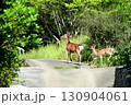 野生の鹿の親子 130904061
