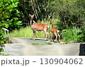 野生の鹿 130904062