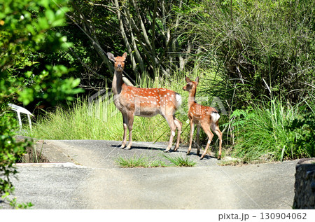 野生の鹿 130904062