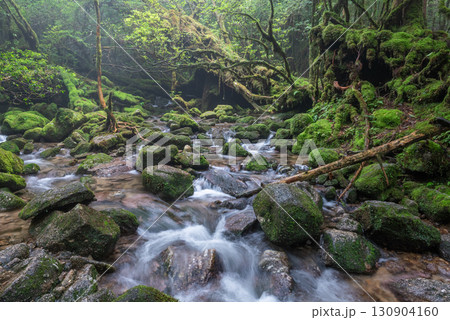 苔むす森と沢 屋久島白谷雲水峡(秋 苔むす森と沢 屋久島白谷雲水峡(秋 130904160