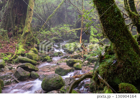 苔むす森と沢 屋久島白谷雲水峡(秋 苔むす森と沢 屋久島白谷雲水峡(秋 130904164