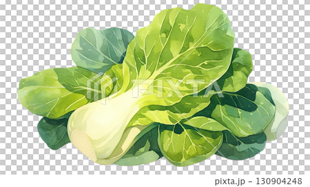 透明背景（png）にチンゲンサイの水彩イラスト 130904248
