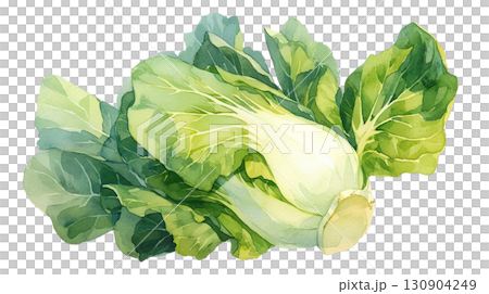 透明背景（png）にチンゲンサイの水彩イラスト 130904249