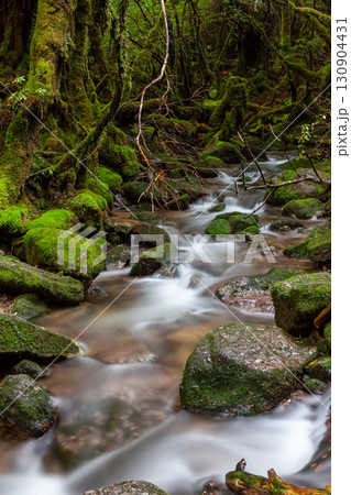 苔むす沢 屋久島白谷雲水峡(秋 苔むす沢 屋久島白谷雲水峡(秋 130904431