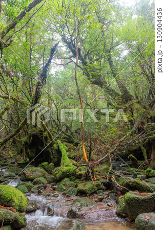 苔むす沢　屋久島白谷雲水峡(秋 130904436