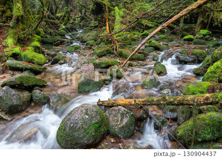 苔むす沢 屋久島白谷雲水峡(秋 苔むす沢 屋久島白谷雲水峡(秋 130904437