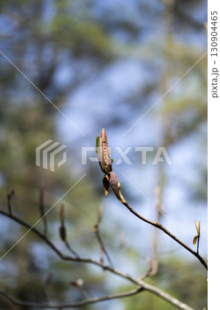 春を待つホオノキの冬芽 春を待つホオノキの冬芽 130904465