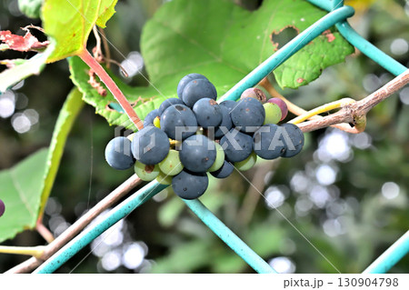公園のフェンスに巻きついて実をつけた野生の葡萄、エビヅル 130904798