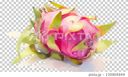 透明背景（png）にドラゴンフルーツの水彩イラスト 130904849
