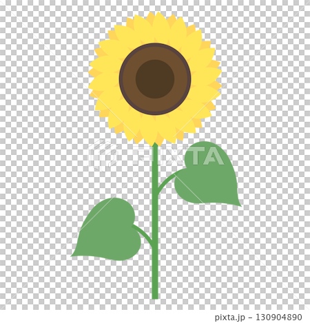 Simple sunflower illustration 130904890